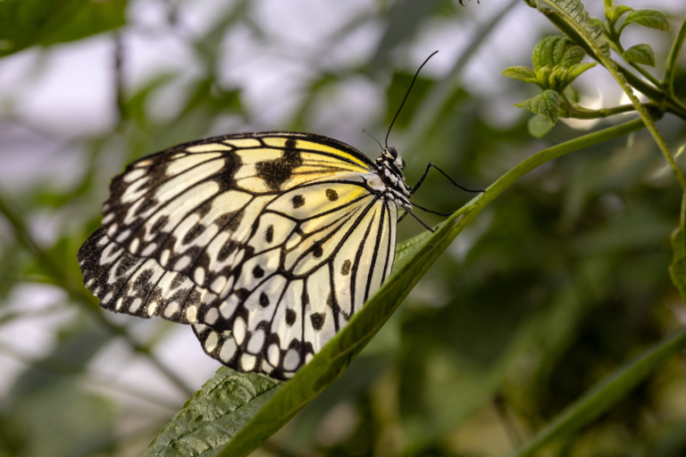 Schmetterling-im-Glashaus – Foto: Michael Charwat