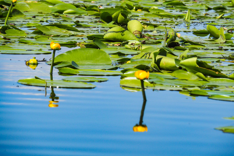 Donau – Foto: Ingrid RIEDLER