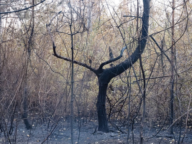 Nach dem Brand in der Lobau – Foto: Ingrid RIEDLER