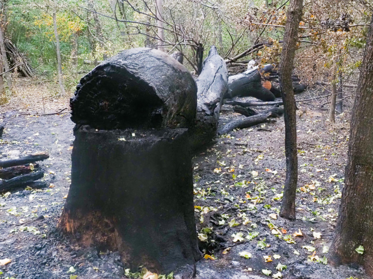 Nach dem Brand in der Lobau – Foto: Ingrid RIEDLER