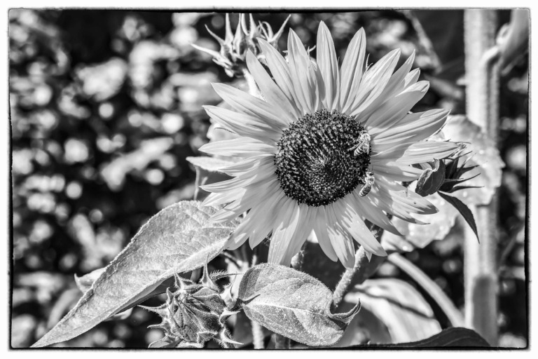 Fleissige-Bienen