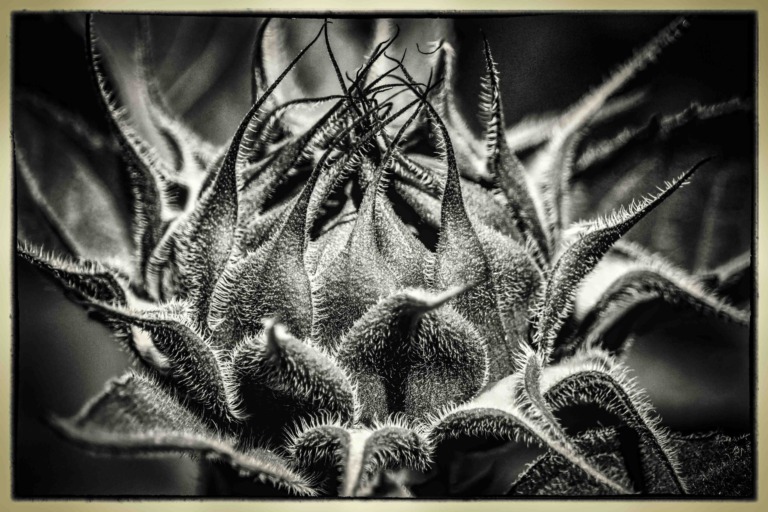 Sonnenblume-mit-vielen-Stacheln