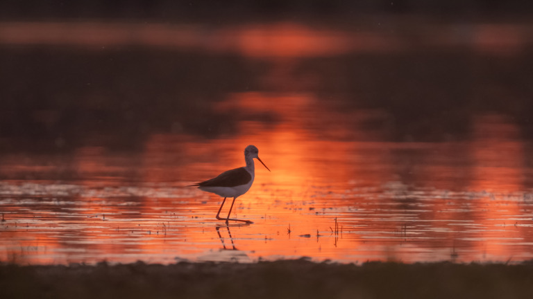 Stelzenläufer-bei-Abendlicht