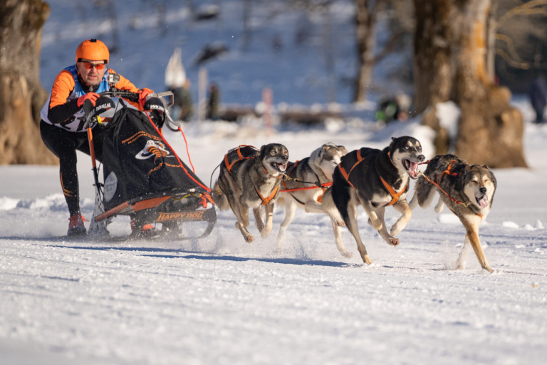 Schlittenhunderennen
