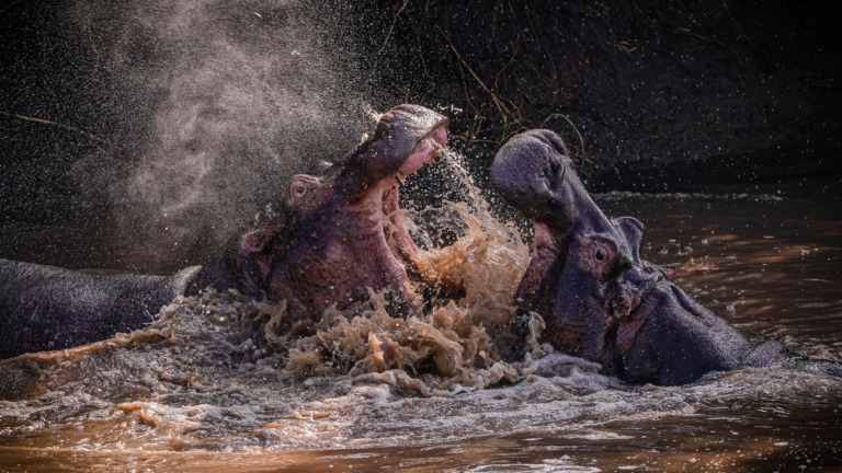 Trouble-Hippos