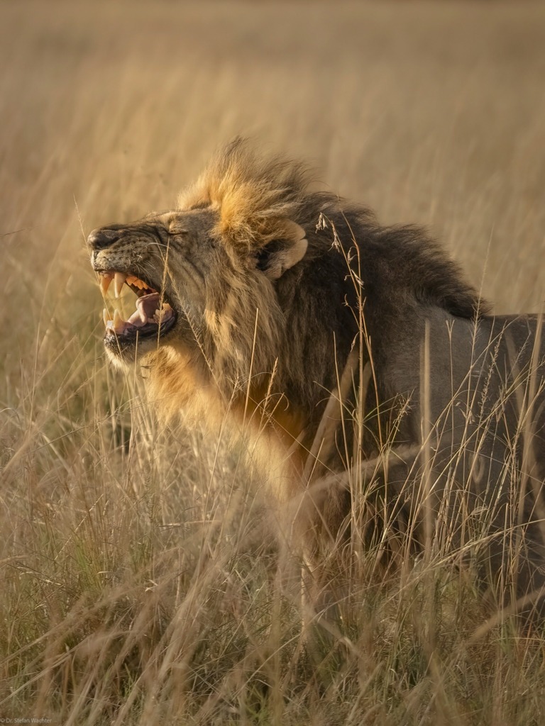 Löwe im Morgenlicht