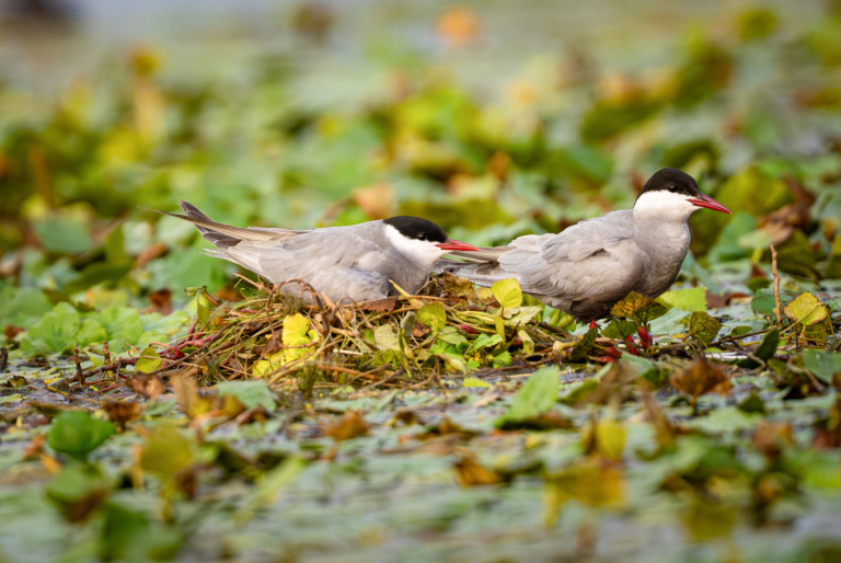 Seeschwalben am Nest – Foto: Stefan Wachter