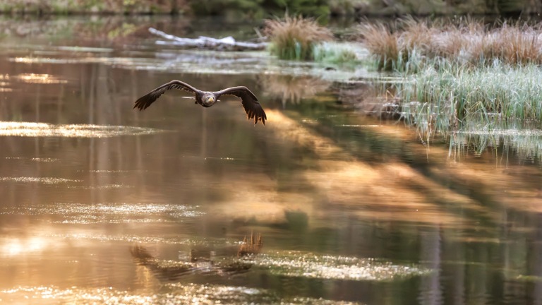 Seeadler bei goldenem Licht – Foto: Stefan Wachter