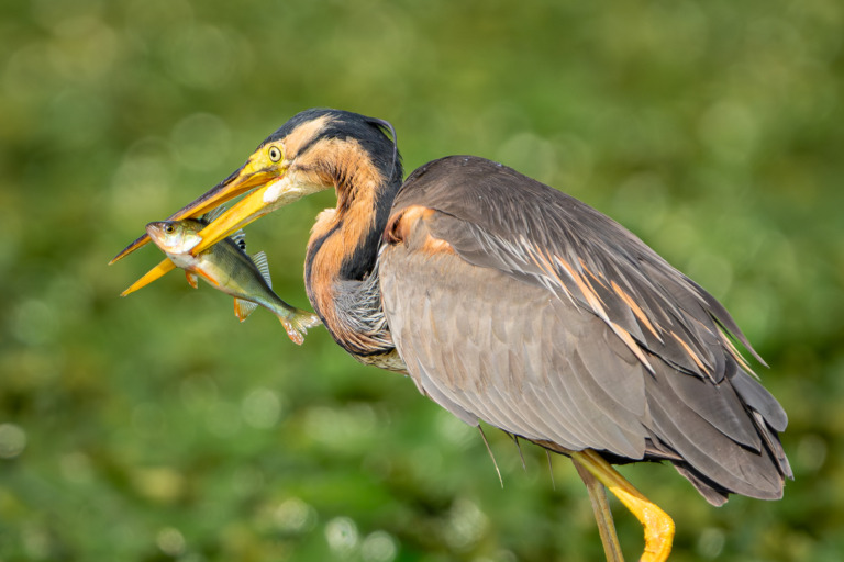 Purpurreiher mit Beute – Foto: Stefan Wachter