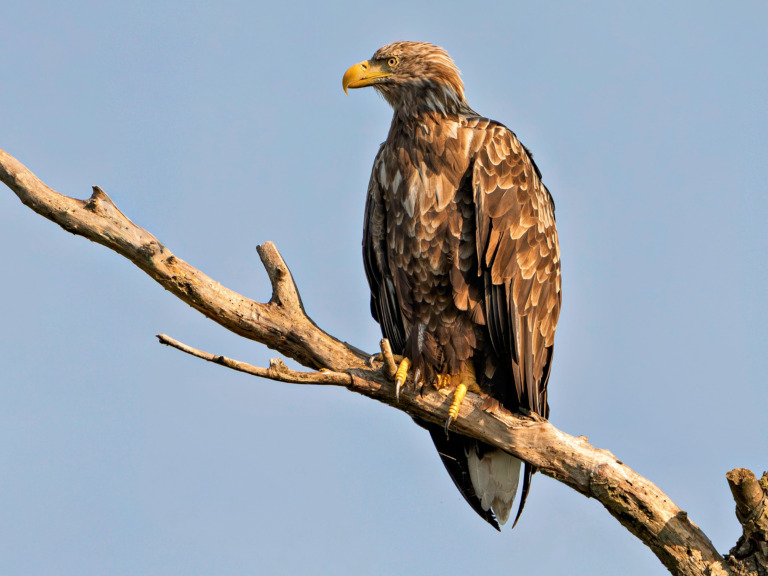 Seeadler-im-Abendlicht – Foto: Stefan Wachter