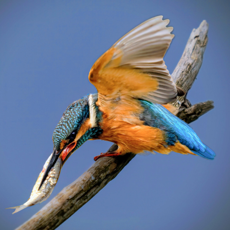 junger-Eisvogel-im-Kampf-mit-groesserem-Fisch – Foto: Stefan Wachter