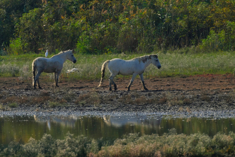 Wildpferde mit Kuhreiher am Fluss – Foto: Stefan Wachter