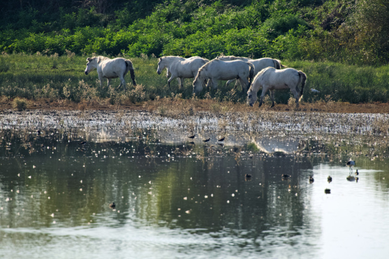 Wildpferde – Foto: Stefan Wachter