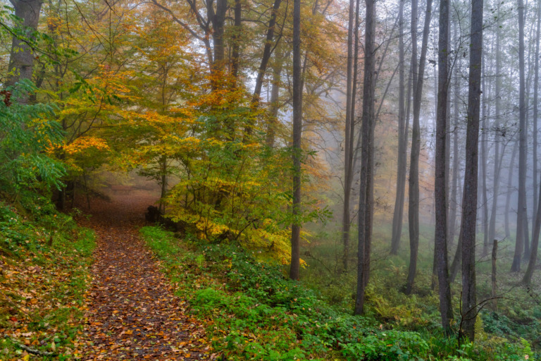 die Farben des Herbstwaldes – Foto: Stefan Wachter