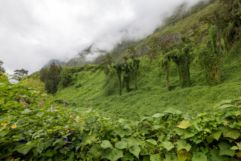Mystische-Landschaft-La-Reunion