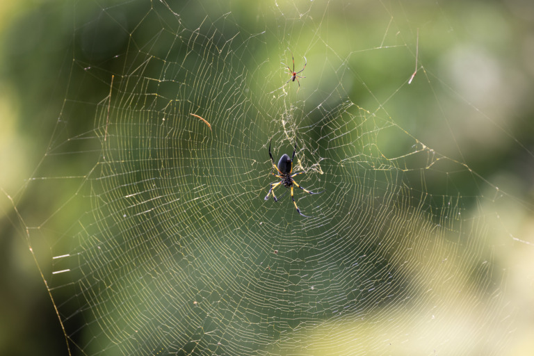 Seidenspinne-La-Reunion