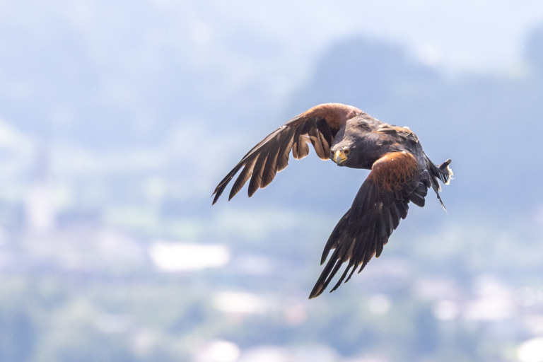Seeadler – Foto: Jürgen Brochmann