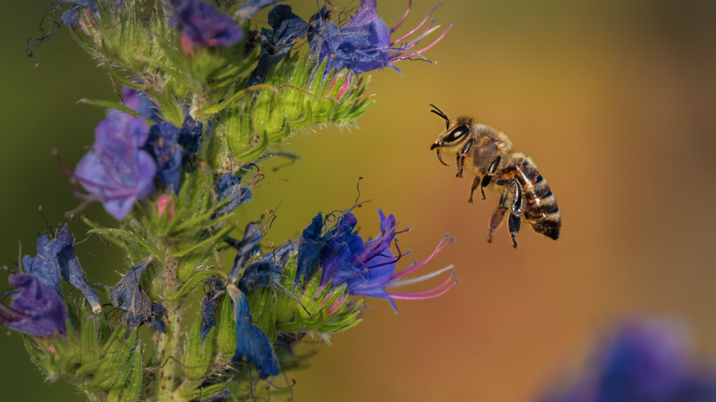 Biene-im-Anflug-1