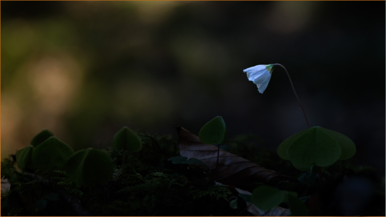 Das-letzte-Licht-1