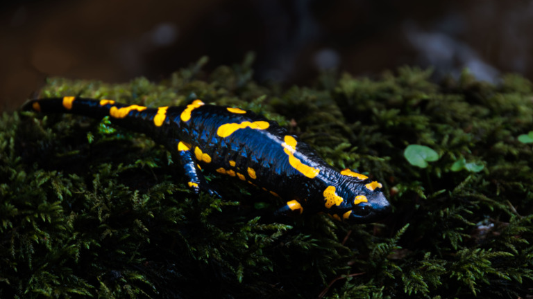 Feuersalamander-fotografiert-im-Aschachtal
