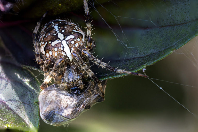 Kreuzspinne-mit-Beute – Foto: Maximilian Plöderl