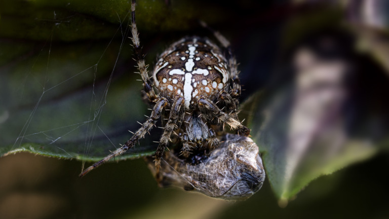 Kreuzspinne-mit-Beute- – Foto: Maximilian Plöderl