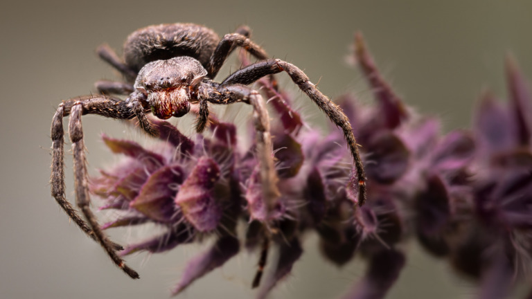 Spinne-in-Wartestellung – Foto: Maximilian Plöderl