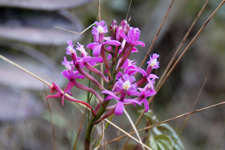 Orchideen am Inka-Trail