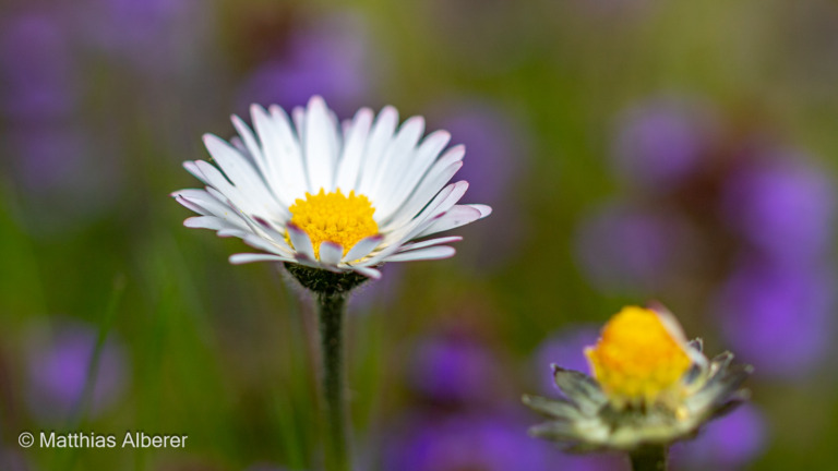Garten-im-Fruehling -1