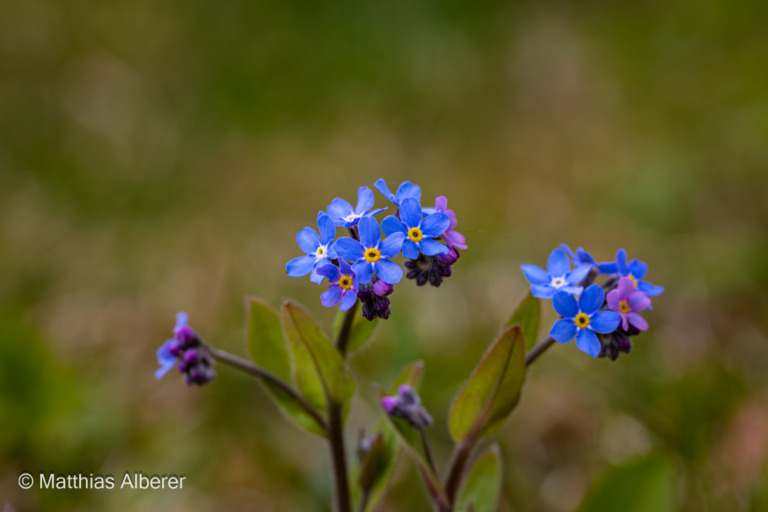 Garten-im-Fruehling 112