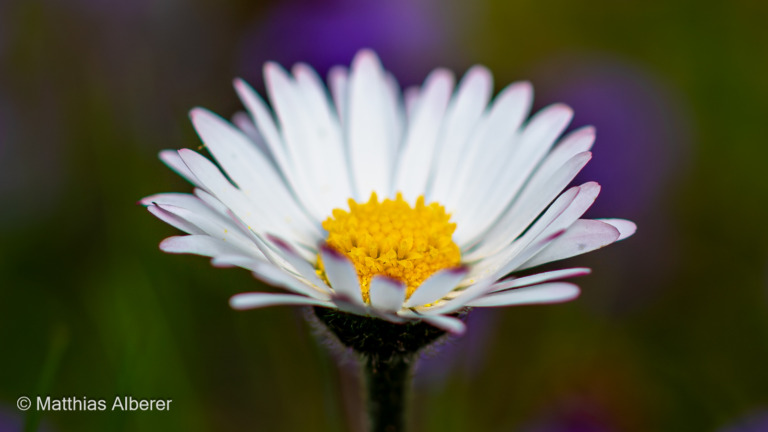 Garten-im-Fruehling -2