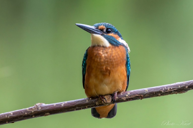 Eisvogel-1.jpg