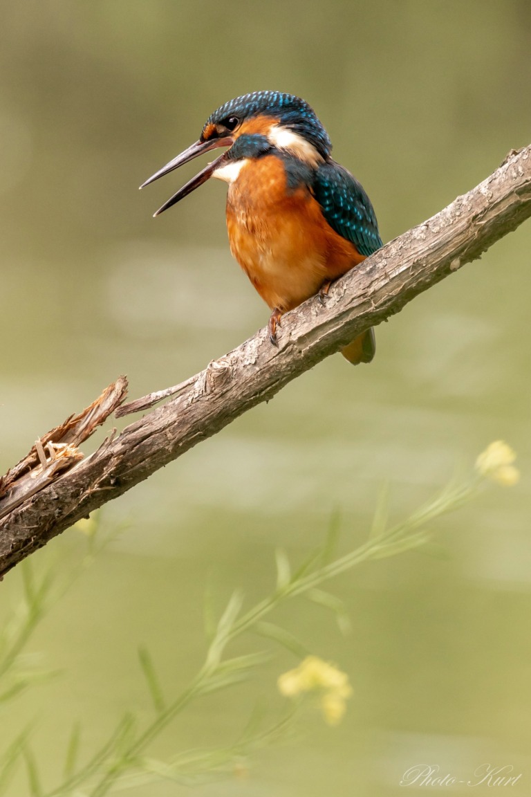 Eisvogel-2.jpg