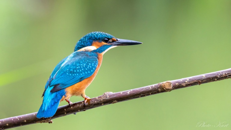 Eisvogel-3.jpg