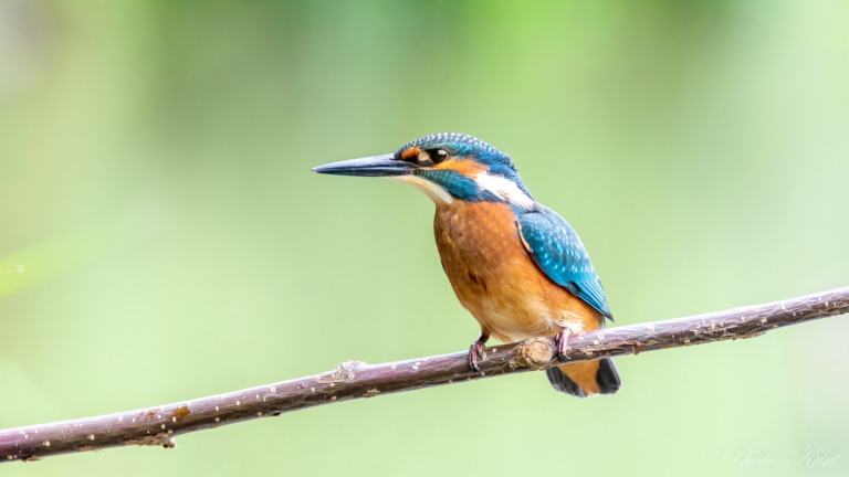 Eisvogel-4.jpg