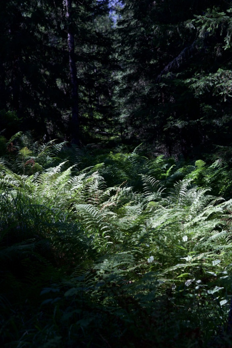 Adlerfarn (Pteridium) – Foto: Elmar Konrad-Porod