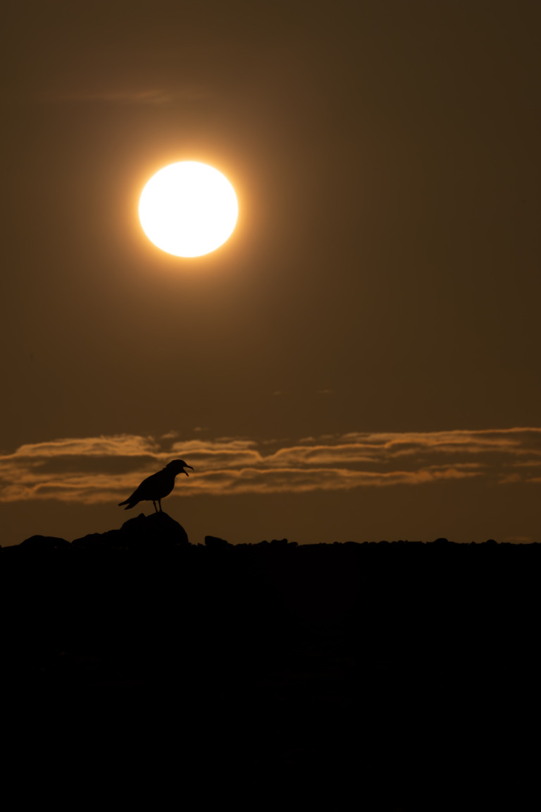 Heringsmöwe_Hahnersatz auf Helgoland